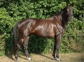 KWPN, Giumenta, 6 Anni, 168 cm, Baio nero