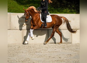 KWPN, Giumenta, 6 Anni, 168 cm