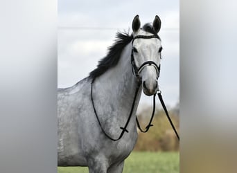 KWPN, Giumenta, 6 Anni, 168 cm, Grigio