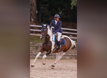 KWPN, Giumenta, 6 Anni, 168 cm, Pezzato