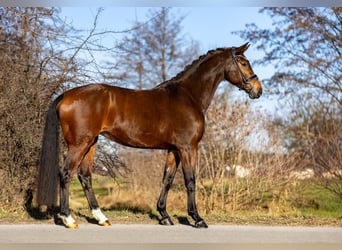 KWPN, Giumenta, 6 Anni, 169 cm, Baio