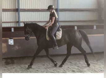 KWPN, Giumenta, 6 Anni, 169 cm, Baio nero