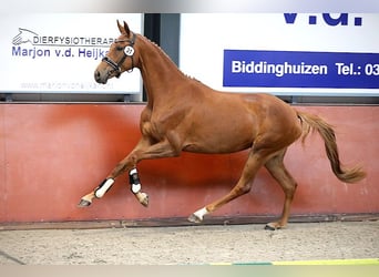 KWPN, Giumenta, 6 Anni, 169 cm, Sauro