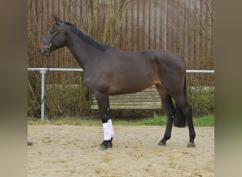 KWPN, Giumenta, 6 Anni, 170 cm, Baio scuro