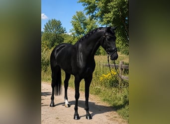 KWPN, Giumenta, 6 Anni, 170 cm, Morello