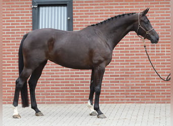 KWPN, Giumenta, 6 Anni, 172 cm, Morello