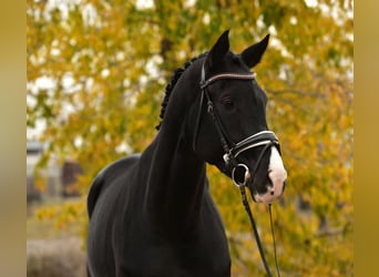 KWPN, Giumenta, 6 Anni, 172 cm, Morello