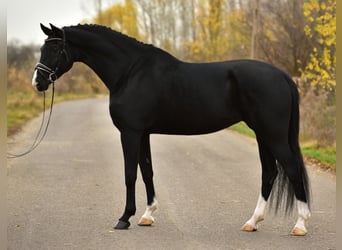 KWPN, Giumenta, 6 Anni, 172 cm, Morello