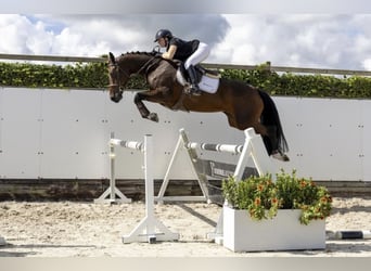 KWPN, Giumenta, 6 Anni, 173 cm, Baio ciliegia