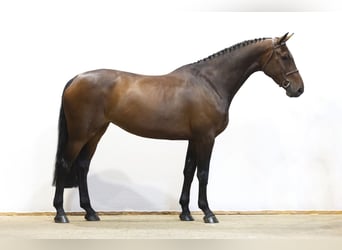 KWPN, Giumenta, 6 Anni, 174 cm, Baio scuro