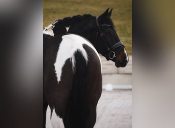 KWPN, Giumenta, 6 Anni, 174 cm, Pezzato