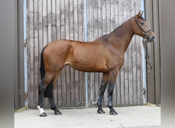 KWPN, Giumenta, 6 Anni, 175 cm, Baio