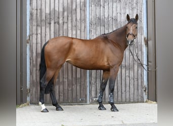 KWPN, Giumenta, 6 Anni, 175 cm, Baio