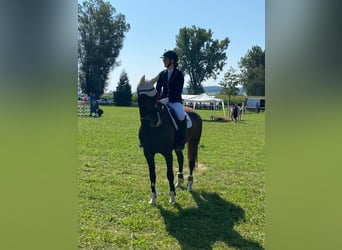 KWPN, Giumenta, 6 Anni, Baio