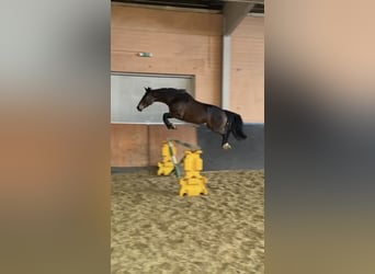 KWPN, Giumenta, 7 Anni, 160 cm, Baio scuro