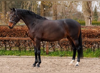 KWPN, Giumenta, 7 Anni, 163 cm, Baio scuro