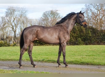 KWPN, Giumenta, 7 Anni, 165 cm, Baio nero