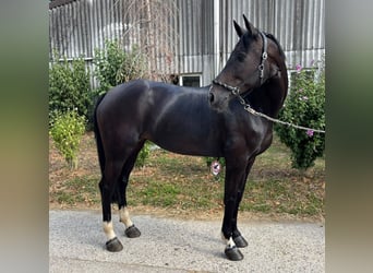 KWPN, Giumenta, 7 Anni, 165 cm, Baio nero