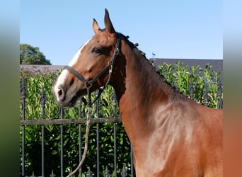 KWPN, Giumenta, 7 Anni, 165 cm