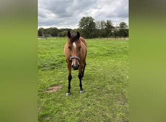 KWPN, Giumenta, 7 Anni, 165 cm, Sauro scuro
