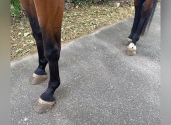 KWPN, Giumenta, 7 Anni, 166 cm, Baio
