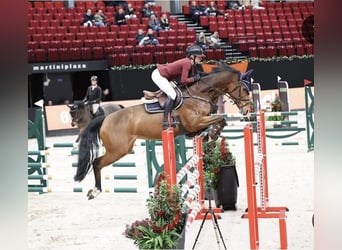 KWPN, Giumenta, 7 Anni, 166 cm, Baio