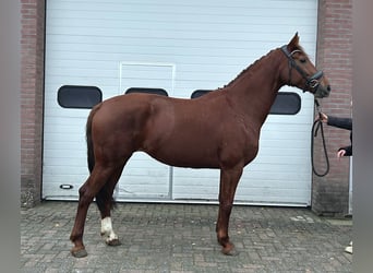 KWPN, Giumenta, 7 Anni, 166 cm, Sauro