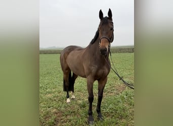 KWPN, Giumenta, 7 Anni, 167 cm, Baio