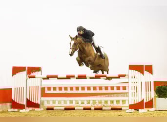 KWPN, Giumenta, 7 Anni, 167 cm