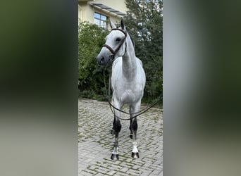 KWPN, Giumenta, 7 Anni, 167 cm, Grigio