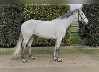 KWPN, Giumenta, 7 Anni, 167 cm, Leardo