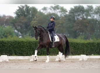 KWPN, Giumenta, 7 Anni, 167 cm, Morello