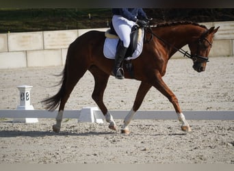 KWPN, Giumenta, 7 Anni, 167 cm, Sauro