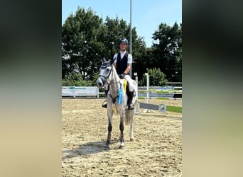 KWPN, Giumenta, 7 Anni, 168 cm, Grigio