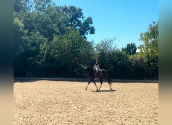 KWPN, Giumenta, 7 Anni, 168 cm, Morello