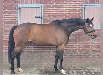 KWPN, Giumenta, 7 Anni, 169 cm, Baio