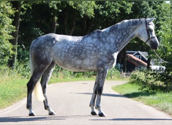 KWPN, Giumenta, 7 Anni, 169 cm, Grigio