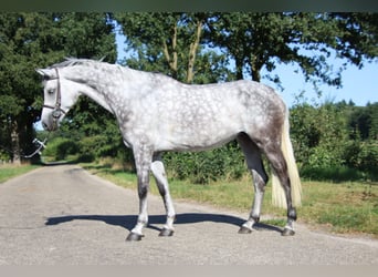 KWPN, Giumenta, 7 Anni, 169 cm, Grigio