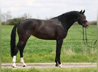 KWPN, Giumenta, 7 Anni, 170 cm, Baio