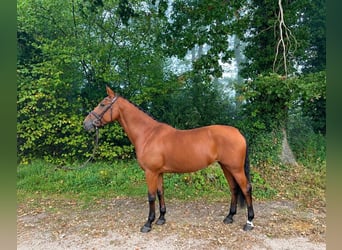 KWPN, Giumenta, 7 Anni, 170 cm, Baio
