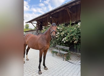 KWPN, Giumenta, 7 Anni, 170 cm, Baio