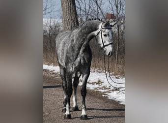 KWPN, Giumenta, 7 Anni, 170 cm, Grigio pezzato