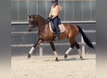 KWPN, Giumenta, 7 Anni, 171 cm, Baio