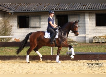 KWPN, Giumenta, 7 Anni, 172 cm, Baio