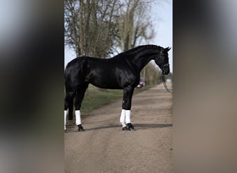 KWPN, Giumenta, 7 Anni, 172 cm, Morello