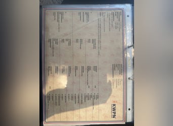 KWPN, Giumenta, 7 Anni, 173 cm, Baio scuro