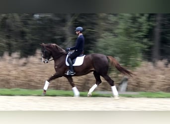 KWPN, Giumenta, 7 Anni, 176 cm, Sauro