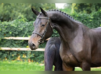 KWPN, Giumenta, 7 Anni, Baio nero