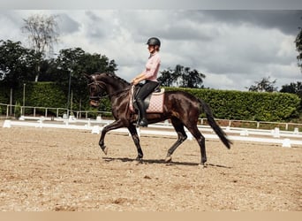 KWPN, Giumenta, 8 Anni, 156 cm, Baio nero