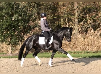 KWPN, Giumenta, 8 Anni, 163 cm, Morello